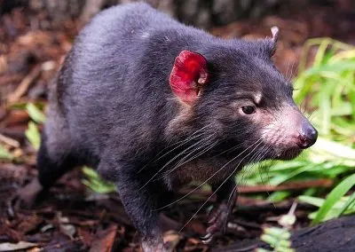 diavolul tasmanian (Tasmanian Devil)