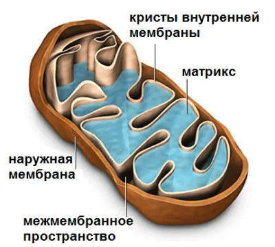structura celulei