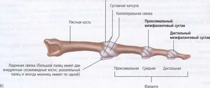 Съвместно като част от опорно-двигателния апарат - структурата, характеристиките и функциите