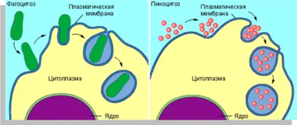 sejt szerkezete