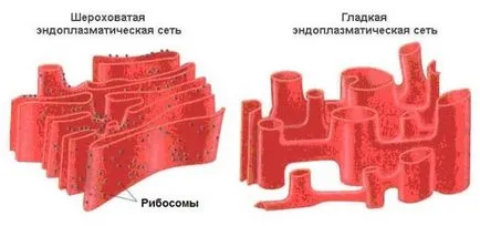 structura celulei