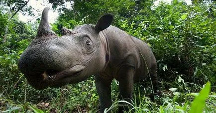 Суматра носорог