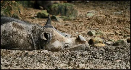 Суматра носорог (на латински: