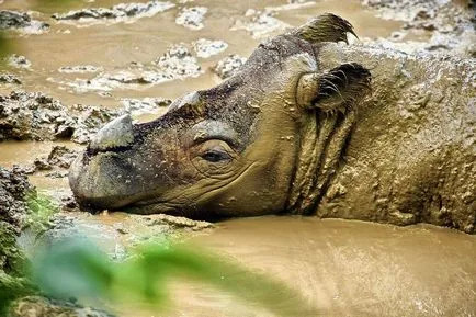rinocer de Sumatra (limba latină: