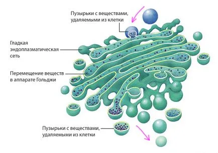 sejt szerkezete