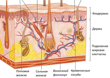 Структурата на човешката кожа и неговите функции