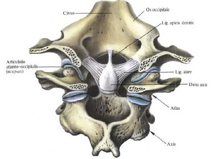 Comună, ca parte a sistemului musculo-scheletice - structura, caracteristicile și funcțiile