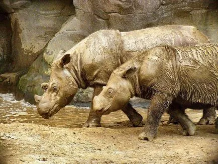 rinocer de Sumatra (limba latină: