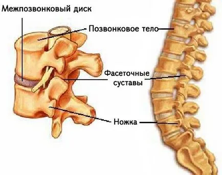 Съвместно като част от опорно-двигателния апарат - структурата, характеристиките и функциите