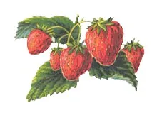 Talisman, un catalog de soiuri de căpșuni