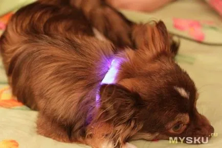 LED nyakörv kutyáknak és macskáknak
