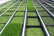Sera pentru cultivarea de verdeață pe tot parcursul anului pentru crearea unui microclimat pentru plante