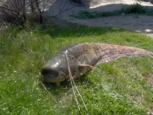 harcsa halászati ​​technika augusztusban Magyarország középső - ahol fogni egy harcsa, hogy mit eszik a harcsa, horgászat