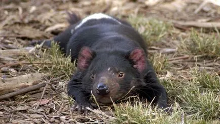 Foto Diavolul Tasmanian Diavolul Tasmanian