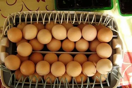 Temperatura Incubator pentru ouă de pui concluzie competent