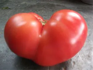 Tomate „Diva f1» comentarii, caietul de sarcini, descrieri