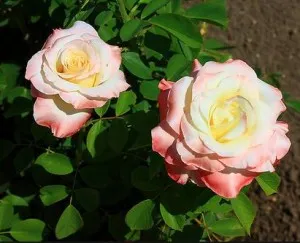 Tonic származó rózsaszirom (rózsavíz), receptek rózsák