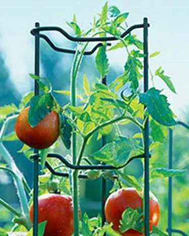 Розови домати сортове спам характеристики, снимки, отзиви