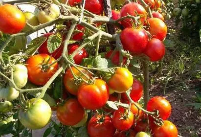 Tomate Labrador caracteristici de cultivare