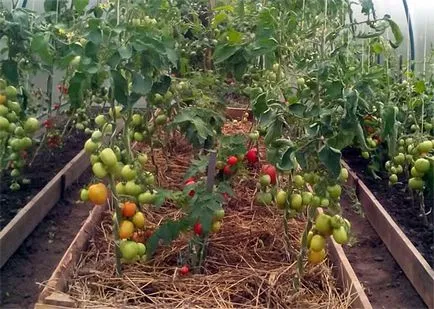 Tomate „labrador“ - descrierea soiului, fotografie, recenzii grădinari