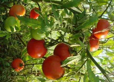 Домати за оранжерии поликарбонатни добрите сортове и хибриди на картофени насаждения