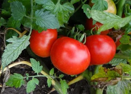 Tomate „labrador“ - descrierea soiului, fotografie, recenzii grădinari