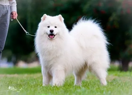 Top 12 legszebb fehér kutyák