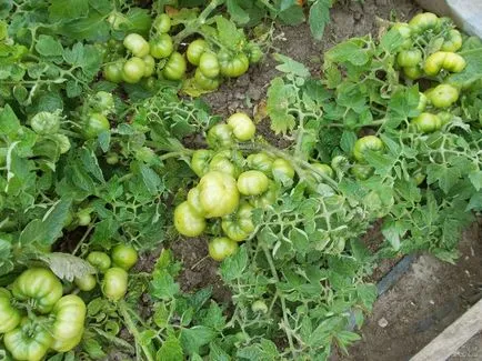 soiuri de tomate Labradorul descriere, fotografii, comentarii