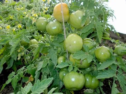 Tomate Descriere labrador și caracteristici de grad