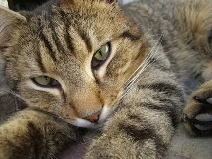 Top 10 lucruri despre Reed pisică