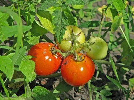 Tomate Descriere labrador și caracteristici de grad