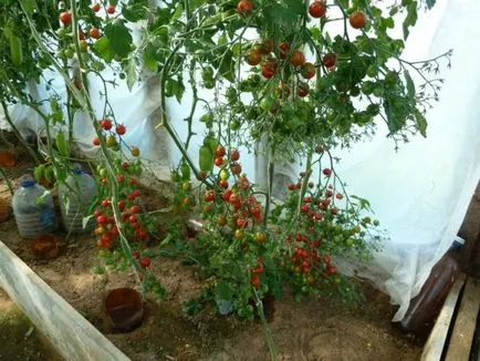 Tomate „labrador“ caracteristici, descriere, fotografie