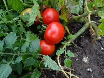 Tomate „labrador“ caracteristici, descriere, fotografie