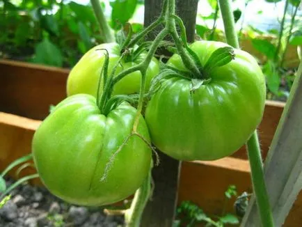 Tomate bou de aur inima - o bucată de tort!