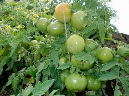 Tomate „labrador“ caracteristici, descriere, fotografie