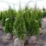 Thuja Smaragd szól ültetés és gondozás