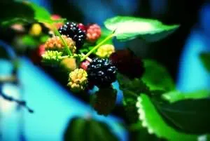 Mulberry doshab hasznos tulajdonságai