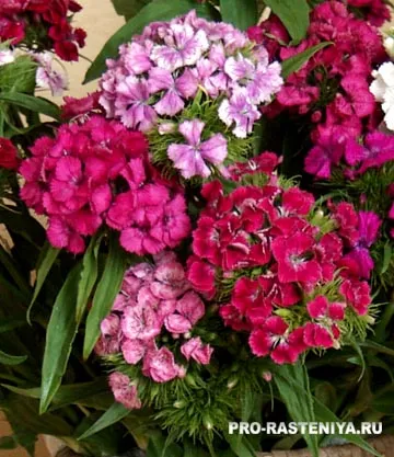 Carnation turcă, barbatus Dianthus