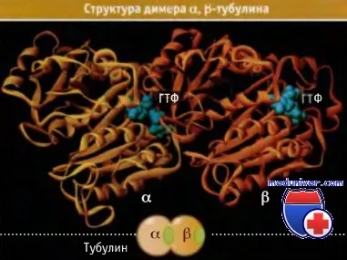 Тубулин в микротубулната структура