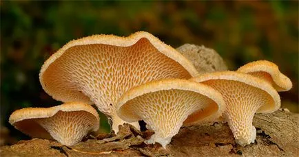 Polipore - paraziți fungi