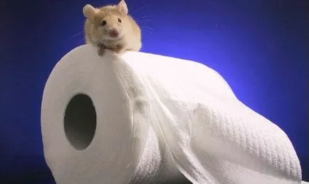 Toaletă pentru hamster cum să echipeze și să formeze un animal de companie, cum să facă propriile lor mâini