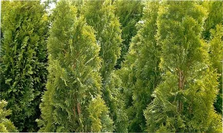 Thuja Smaragd szól ültetés és gondozás