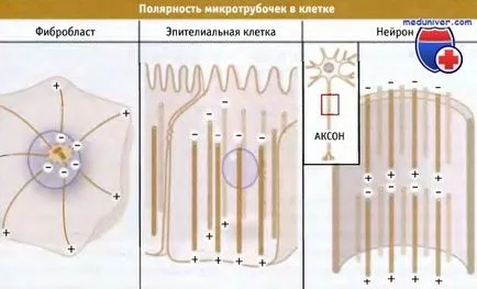 Тубулин в микротубулната структура