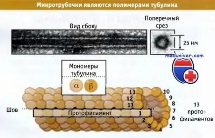 Tubulinei în structura microtubulilor