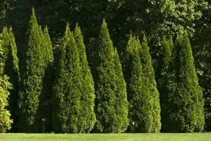 Thuja Smaragd szól ültetés és gondozás