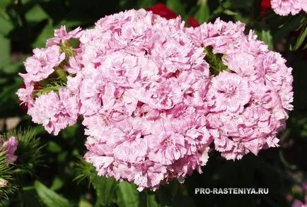 Carnation turcă, barbatus Dianthus