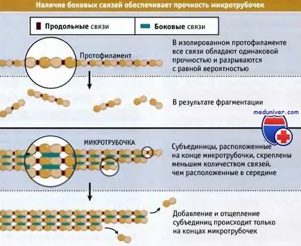 Tubulin mikrotubulus szerkezetének