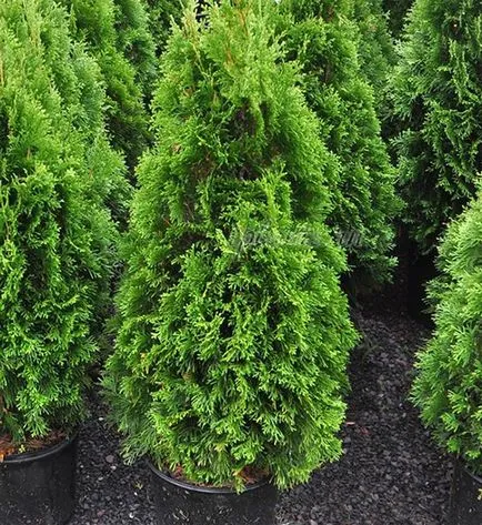 Thuja Smaragd - ültetés és gondozás, a fajták leírására, termesztés, tenyésztés