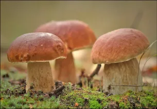 Як чистити гриби (гриби) Як чистити гриби