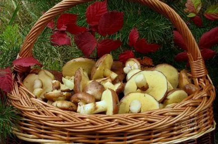 Як чистити гриби (можна приготувати безліч) Як чистити гриби